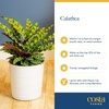 image:imageCosta Farms Calathea Live Indoor Plant Easy Care Home DecorCalathea  Growers Choice Variety  Large 23 Feet Tall  in Dcorative Pot
