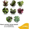 image:imageCosta Farms Calathea Live Indoor Plant Easy Care Home DecorCalathea  Growers Choice Variety  Medium 12 Feet Tall  in Dcor Pot  6Pack