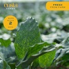 image:imageCosta Farms Calathea Live Indoor Plant Easy Care Home DecorCalathea  Growers Choice Variety  Medium 12 Feet Tall  in Dcor Pot  6Pack
