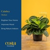 image:imageCosta Farms Calathea Live Indoor Plant Easy Care Home DecorCalathea  Growers Choice Variety  Medium 12 Feet Tall  in Dcor Pot