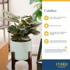 image:imageCosta Farms Calathea Live Indoor Plant Easy Care Home DecorCalathea Dottie  Medium 1218 Inches Tall in Decorative Plant Pot