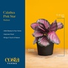 image:imageCosta Farms Calathea Live Indoor Plant Easy Care Home DecorIndoor Dcor Plant Pot