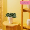 image:imageCosta Farms Champs lyses Pothos Live Indoor Plant Trailing VineIndoor Dcor Plant Pot