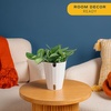 image:imageCosta Farms Champs lyses Pothos Live Indoor Plant Trailing VineIndoor Dcor Plant Pot
