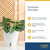 image:imageCosta Farms Champs lyses Pothos Live Indoor Plant Trailing VineIndoor Dcor Plant Pot