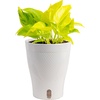 image:imageCosta Farms Champs lyses Pothos Live Indoor Plant Trailing VineIndoor Dcor Plant Pot