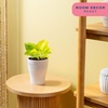 image:imageCosta Farms Champs lyses Pothos Live Indoor Plant Trailing VineIndoor Dcor Plant Pot