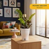 image:imageCosta Farms Champs lyses Pothos Live Indoor Plant Trailing VineIndoor Dcor Plant Pot