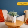 image:imageCosta Farms Champs lyses Pothos Live Indoor Plant Trailing VineIndoor Dcor Plant Pot
