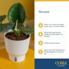 image:imageCosta Farms Champs lyses Pothos Live Indoor Plant Trailing VineIndoor Dcor Plant Pot
