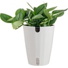 image:imageCosta Farms Champs lyses Pothos Live Indoor Plant Trailing VineIndoor Dcor Plant Pot
