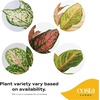 image:imageCosta Farms Champs lyses Pothos Live Indoor Plant Trailing VineIndoor Dcor Plant Pot