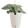 image:imageCosta Farms Champs lyses Pothos Live Indoor Plant Trailing VineIndoor Dcor Plant Pot