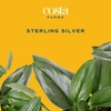 image:imageCosta Farms Champs lyses Pothos Live Indoor Plant Trailing VineIndoor Dcor Plant Pot