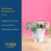 image:imageCosta Farms Champs lyses Pothos Live Indoor Plant Trailing VineIndoor Dcor Plant Pot