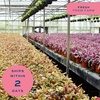 image:imageCosta Farms Champs lyses Pothos Live Indoor Plant Trailing VineIndoor Dcor Plant Pot