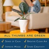 image:imageCosta Farms Champs lyses Pothos Live Indoor Plant Trailing VineIndoor Dcor Plant Pot