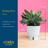 image:imageCosta Farms Champs lyses Pothos Live Indoor Plant Trailing VineIndoor Dcor Plant Pot