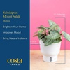 image:imageCosta Farms Champs lyses Pothos Live Indoor Plant Trailing VineIndoor Dcor Plant Pot