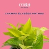 image:imageCosta Farms Champs lyses Pothos Live Indoor Plant Trailing VineIndoor Dcor Plant Pot