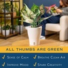 image:imageCosta Farms Champs lyses Pothos Live Indoor Plant Trailing VineIndoor Dcor Plant Pot