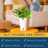 image:imageCosta Farms Champs lyses Pothos Live Indoor Plant Trailing VineIndoor Dcor Plant Pot