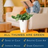 image:imageCosta Farms Champs lyses Pothos Live Indoor Plant Trailing VineIndoor Dcor Plant Pot