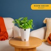 image:imageCosta Farms Champs lyses Pothos Live Indoor Plant Trailing VineIndoor Dcor Plant Pot