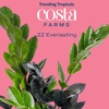 image:imageCosta Farms Champs lyses Pothos Live Indoor Plant Trailing VineIndoor Dcor Plant Pot