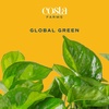image:imageCosta Farms Champs lyses Pothos Live Indoor Plant Trailing VineIndoor Dcor Plant Pot