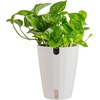 image:imageCosta Farms Champs lyses Pothos Live Indoor Plant Trailing VineIndoor Dcor Plant Pot