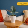image:imageCosta Farms Champs lyses Pothos Live Indoor Plant Trailing VineIndoor Dcor Plant Pot