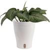 image:imageCosta Farms Champs lyses Pothos Live Indoor Plant Trailing VineIndoor Dcor Plant Pot