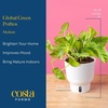 image:imageCosta Farms Champs lyses Pothos Live Indoor Plant Trailing VineIndoor Dcor Plant Pot