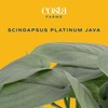 image:imageCosta Farms Champs lyses Pothos Live Indoor Plant Trailing VineIndoor Dcor Plant Pot