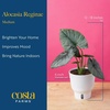 image:imageCosta Farms Champs lyses Pothos Live Indoor Plant Trailing VineIndoor Dcor Plant Pot