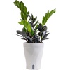 image:imageCosta Farms Champs lyses Pothos Live Indoor Plant Trailing VineIndoor Dcor Plant Pot