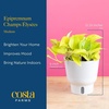 image:imageCosta Farms Champs lyses Pothos Live Indoor Plant Trailing VineIndoor Dcor Plant Pot
