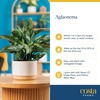 image:imageCosta Farms Champs lyses Pothos Live Indoor Plant Trailing VineIndoor Dcor Plant Pot