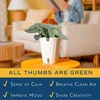 image:imageCosta Farms Champs lyses Pothos Live Indoor Plant Trailing VineIndoor Dcor Plant Pot