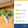 image:imageCosta Farms Champs lyses Pothos Live Indoor Plant Trailing VineIndoor Dcor Plant Pot