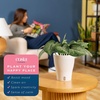 image:imageCosta Farms Champs lyses Pothos Live Indoor Plant Trailing VineIndoor Dcor Plant Pot