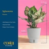 image:imageCosta Farms Champs lyses Pothos Live Indoor Plant Trailing VineIndoor Dcor Plant Pot