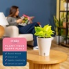 image:imageCosta Farms Champs lyses Pothos Live Indoor Plant Trailing VineIndoor Dcor Plant Pot