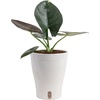 image:imageCosta Farms Champs lyses Pothos Live Indoor Plant Trailing VineIndoor Dcor Plant Pot