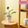 image:imageCosta Farms Champs lyses Pothos Live Indoor Plant Trailing VineSelfWatering Plant Pot