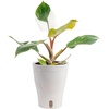 image:imageCosta Farms Champs lyses Pothos Live Indoor Plant Trailing VineSelfWatering Plant Pot