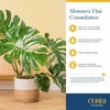 image:imageCosta Farms Champs lyses Pothos Live Indoor Plant Trailing VineSelfWatering Plant Pot