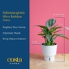 image:imageCosta Farms Champs lyses Pothos Live Indoor Plant Trailing VineSelfWatering Plant Pot