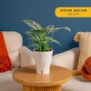 image:imageCosta Farms Champs lyses Pothos Live Indoor Plant Trailing VineSelfWatering Plant Pot